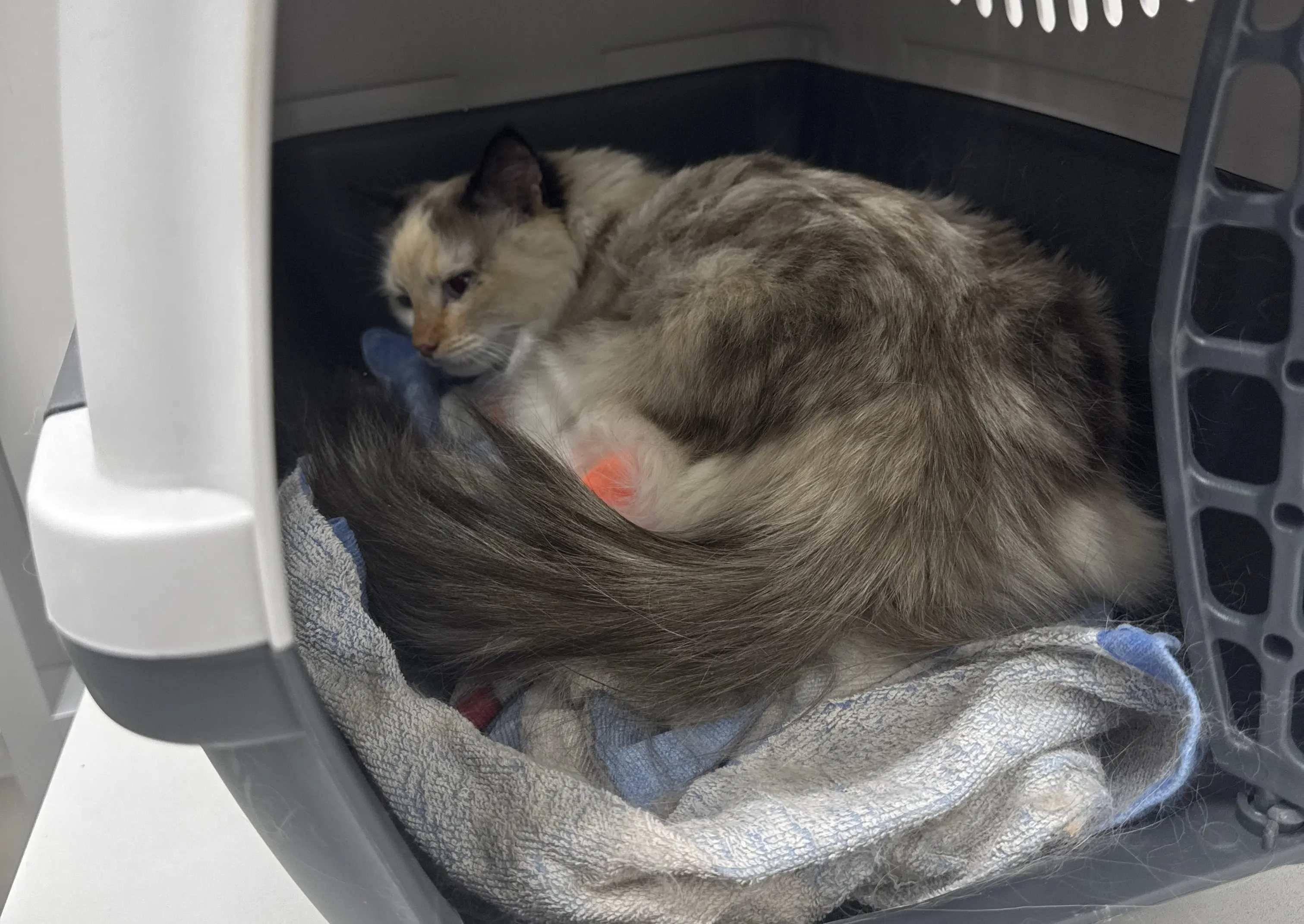 Обложка: Ноябрь. Кошка по имели Луна или очень приятно, Бог