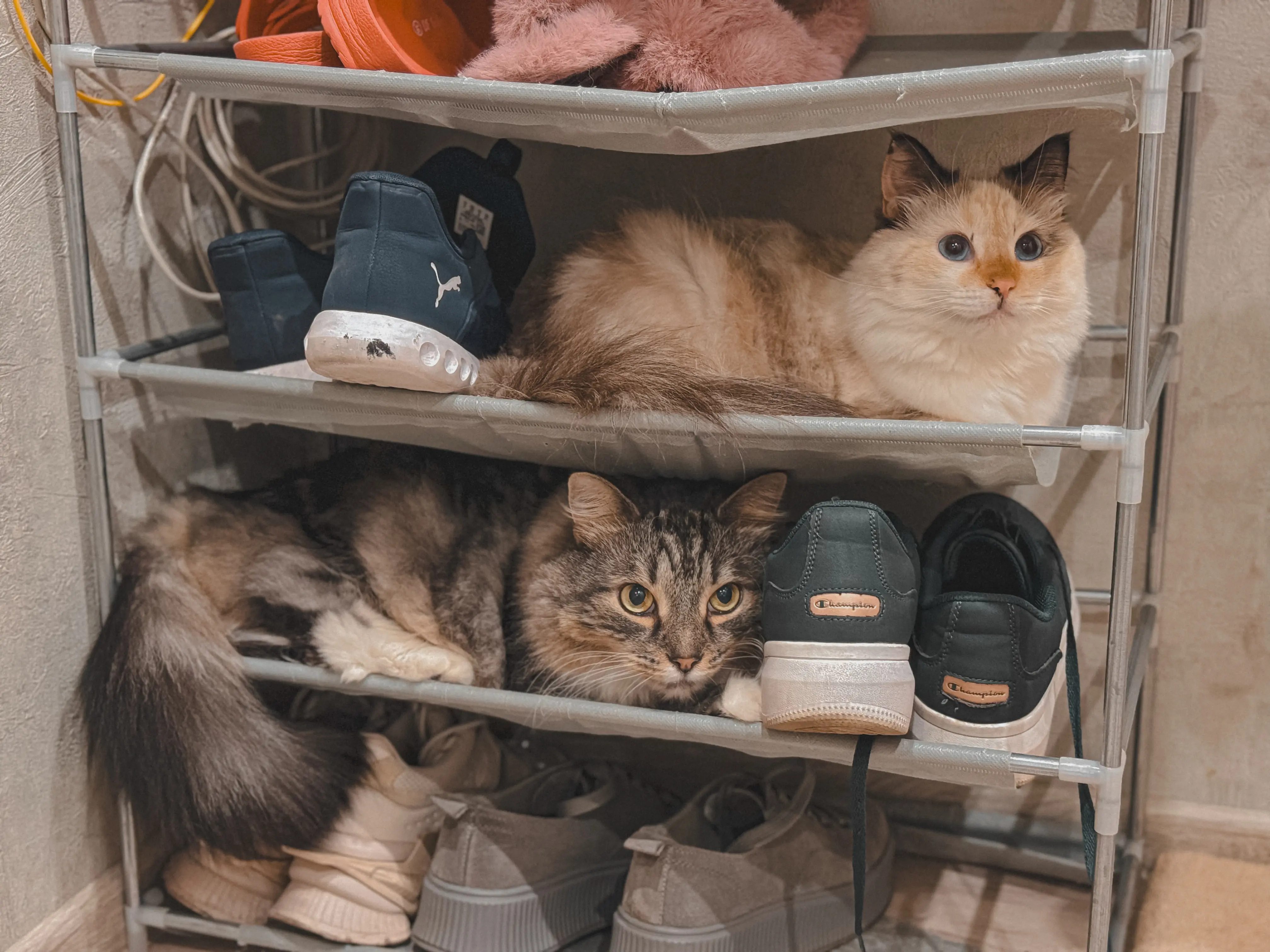 Обложка: Декабрь. Двенадцать коротких эпизодов или как меня выгнали из гильдии героев, потому что я был плохим компаньоном, поэтому я решил неспешно жить в глуши